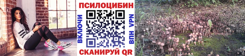 Купить Красный Холм Галлюциногенные грибы Psilocybine cubensis